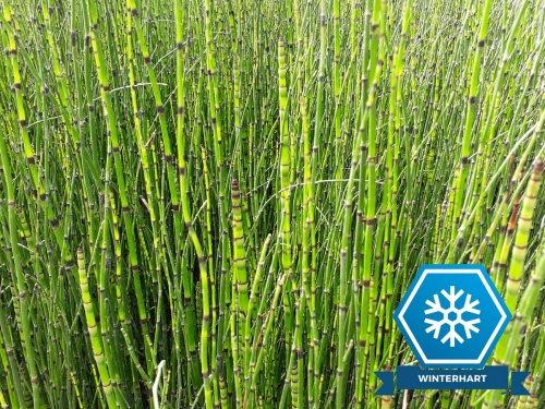 Preview: Schachtelhalm bunt - Equisetum variegatum